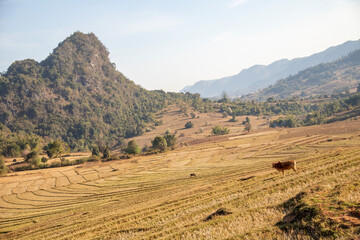 Fototapeta na wymiar Panoramic view of rice fields in Myanmar