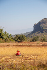 Locals farmers working the fields, Myanmar