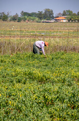 Locals farmers working the fields, Myanmar