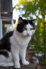 Funny black and white cat sitting closeup on balcony railing of apartment and looking watching down outside street in summer or spring day