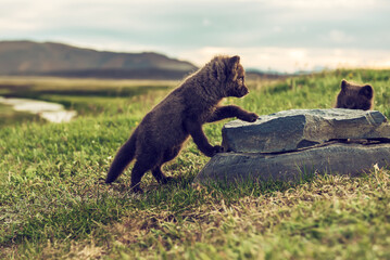 Fototapeta premium Arctic fox cub