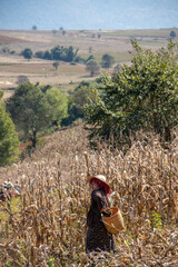 Locals farmers working the fields, Myanmar