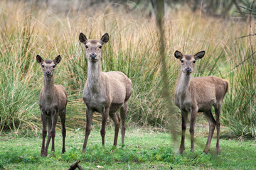 Wild red deer in Mesola Nature Reserve Park, Ferrara, Italy - This is an autochthonous protected...
