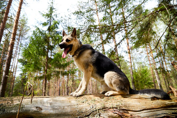 Atypical white Dog German Shepherd in a forest in a summer, spring or autumn day. Albino with white and black fur