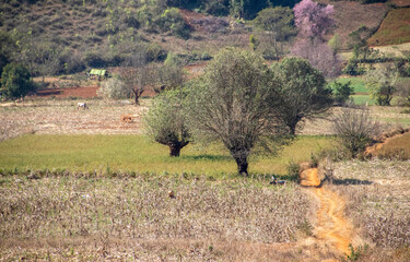Locals farmers working the fields, Myanmar
