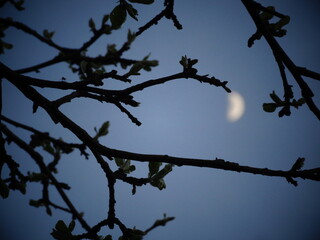 Tree branches against blue sky and moon