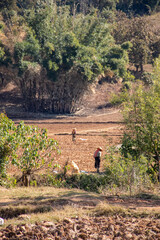 Locals farmers working the fields, Myanmar