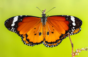 Macro shots, Beautiful nature scene. Closeup beautiful butterfly sitting on the flower in a summer garden.