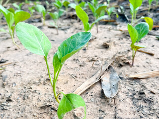 Growing Chinese kale vegetable or Chinese Broccoli Plants (Brassica oleracea var. alboglabra). They are green crop that grows on on the ground, high vitamins A and C and rich in calcium