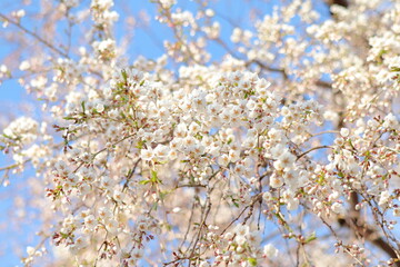 しだれ桜