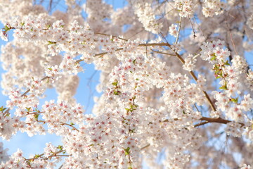しだれ桜