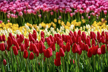 Obraz premium Colorful Tulips At Emirgan Park, Istanbul