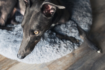 Blue greyhound dog resting on bed at home