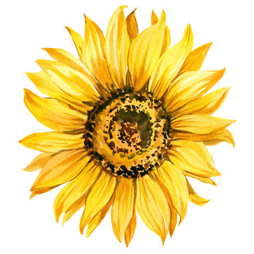 Sunflower watercolor bright yellow, flower hand-drawn