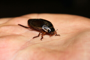 The very big flying bug standing on the hand of a man. 