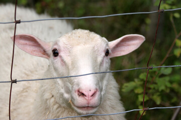 The detail of the face of the sheep behind the fence. Looking stupid with popped eyes. 