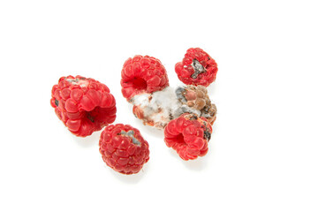 Several mouldy raspberries. Rotten and uneatable. Isolated on white background. 