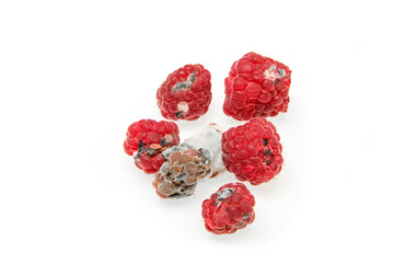 Several mouldy raspberries. Rotten and uneatable. Isolated on white background. 