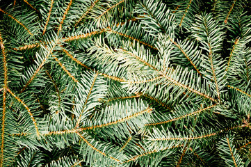 Naklejka na ściany i meble Creative nature background a texture spruce fir branches of Christmas tree for a Christmas greeting card. Flat lay, top view, copy space