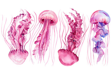 Pink jellyfish set on isolated white background, watercolor illustration, hand drawn - obrazy, fototapety, plakaty