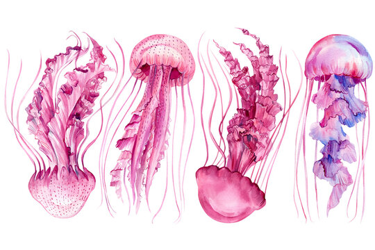 20 Easy Jellyfish Drawing Ideas - How to Draw a Jellyfish