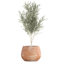 Obraz premium Olive tree in a clay flowerpot isolated on white background 
