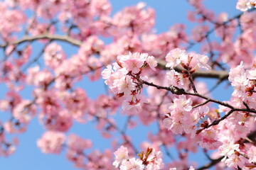 桜と青空