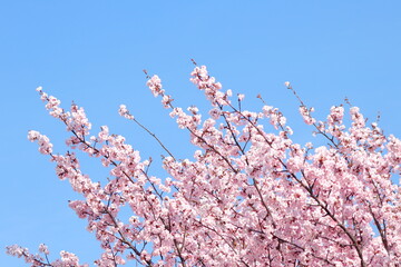 桜と青空