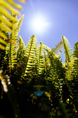 Lush fern leaves cooled by dew with the morning sun in the background.