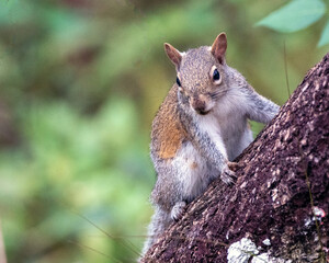 Obraz premium Just Curious