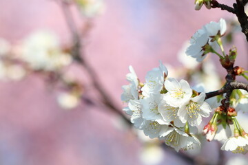 Fototapeta premium 白い桜