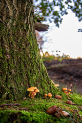 Mushrooms at a tree in autumn