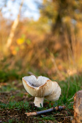 Beautiful mushroom in autumn