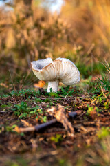 Beautiful mushroom in autumn