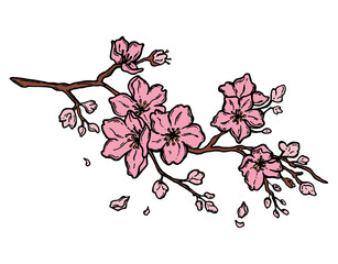 Cute hand-drawn sakura branch isolated on white background.  Color cherry blossoms Japanese sakura. Color, sakura blossom. Isolated on white background. illustration