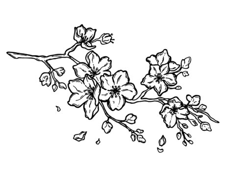 Cherry Blossom Outline Pattern Images – Browse 4,026 Stock Photos