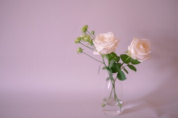 白いバラとラディッシュ　ピンク背景