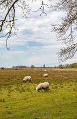 Sheep in a field