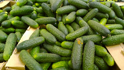 Fresh vegetables, green cucumbers on supermarket shelves. Retail industry. Local Farmers market. Discount. Rich harvest. Grocery store. Healthy products. Food suppliers. Cucumis sativus. Greenhouse.