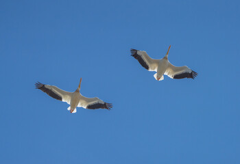 American White Pelican (Pelecanus erythrorhyncho), Pair Flying Overhead in V Formation at Shoreline Park, Mountain View, CA