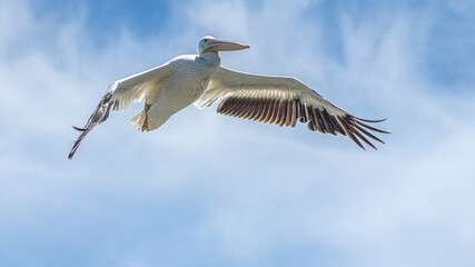 American White Pelican (Pelecanus erythrorhyncho), Flying Overhead at Shoreline Park, Mountain View, CA