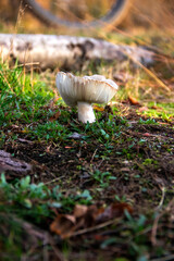 Beautiful mushroom in autumn