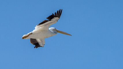 American White Pelican (Pelecanus erythrorhyncho), in Flight, Shoreline Park, Mountain View, CA