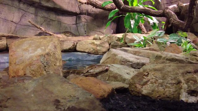 Python Swim In The Pond Water At Burgers Zoo In Arnhem, Netherlands.