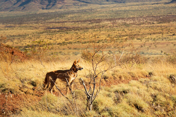 Naklejka na ściany i meble Dingo staying in the steppe of Karijini National Park, Western Australia