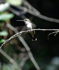 hummingbird on a branch