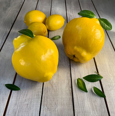 Two yellow quinces on a white wooden background with three lemons