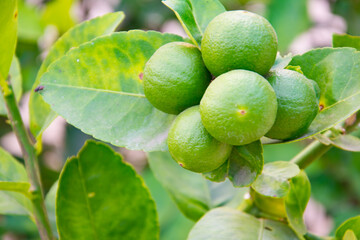 Green limes on the lime tree (Citrus aurantifolia), they are closely related to lemon. It has a sour taste and is an excellent source of vitamin C.