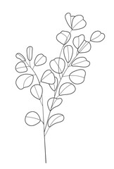 Eucalyptus branch vector in line art style. Bohemian eucalyptus leaves, plant on isolated background. Minimal, simple botany, floral