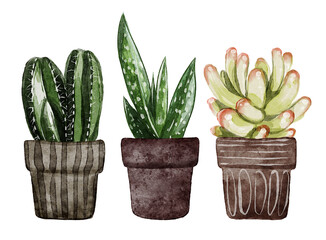 Watercolor Succulent Plants In Ceramic Pots Illustration Set
